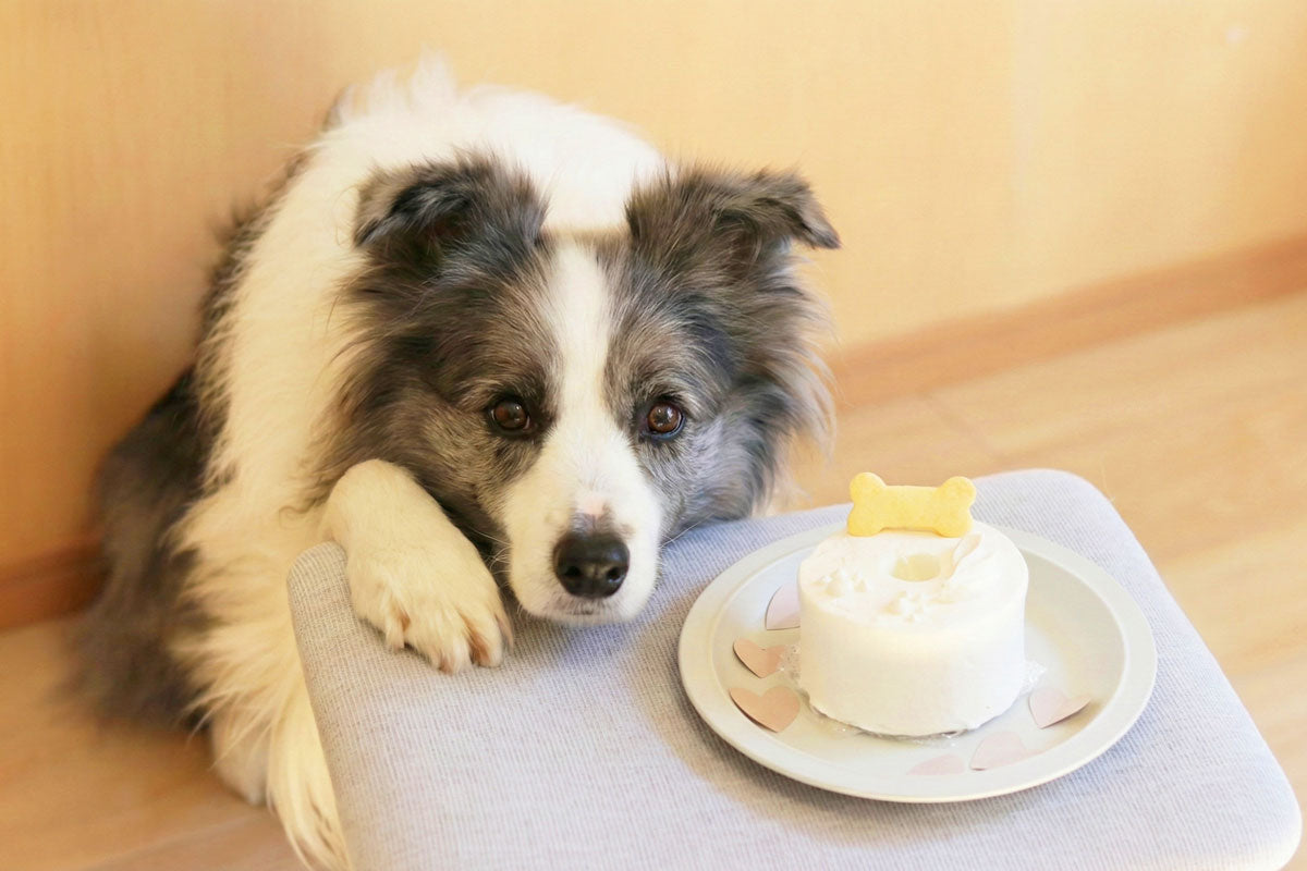 犬用ケーキ Shiro