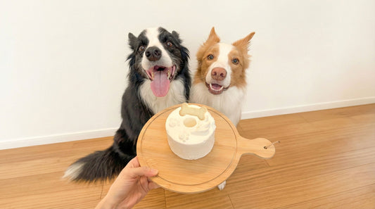 犬用ケーキ「Shiro」のおいしい召し上がり方