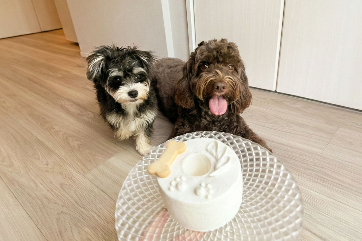 犬用ケーキ　Shiro